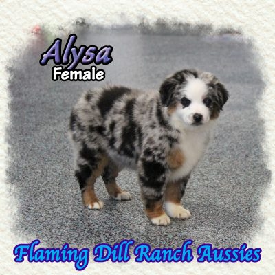 Alysa 10
