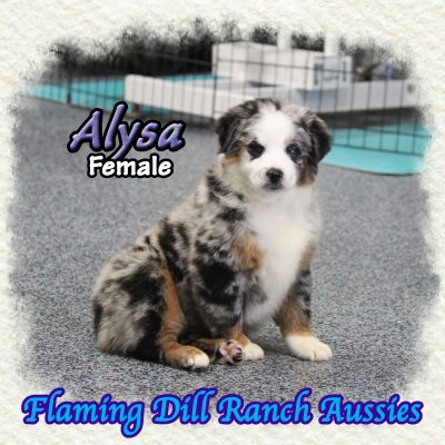 Alysa 11
