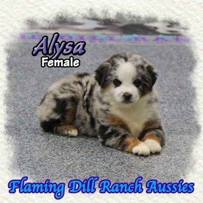 Alysa 12