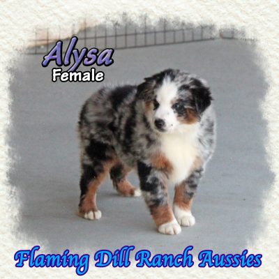 Alysa 14