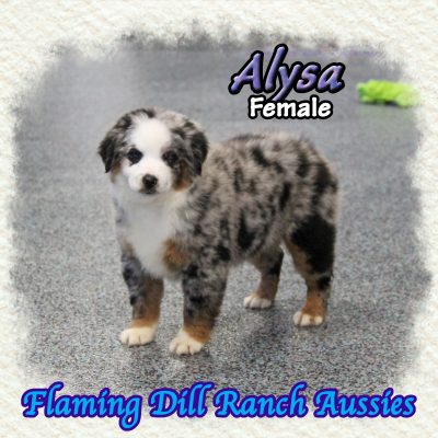 Alysa 9