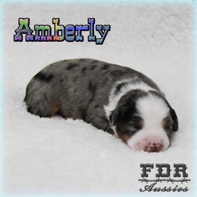 Amberly 1