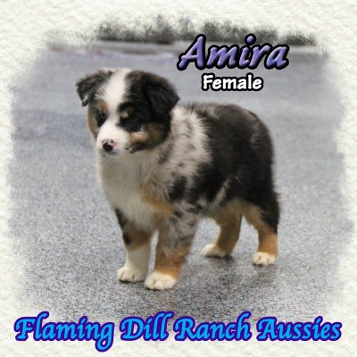 Amira 10