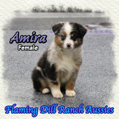 Amira 11