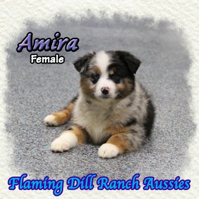 Amira 12