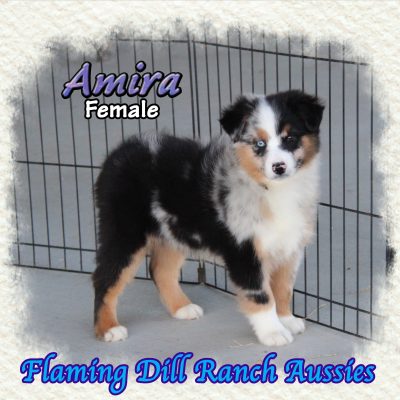 Amira 14