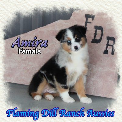 Amira 15