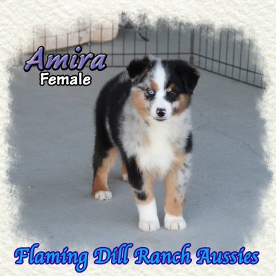 Amira 16