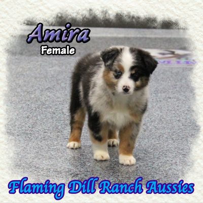 Amira 9