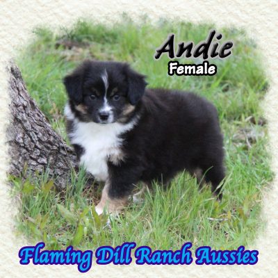 Andie 10