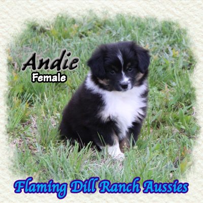 Andie 11
