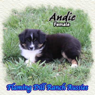 Andie 12