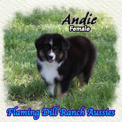 Andie 13