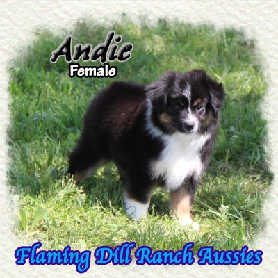Andie 14
