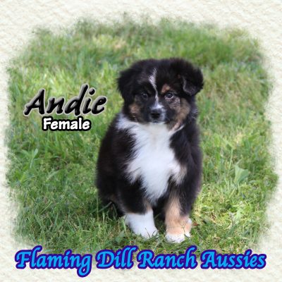 Andie 15