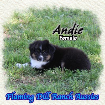 Andie 16