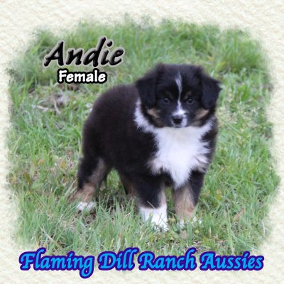 Andie 9