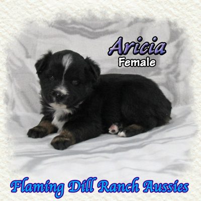 Aricia 2