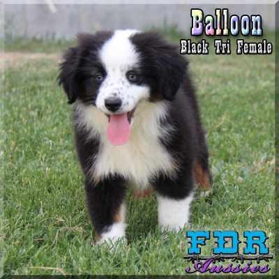 Balloon 23