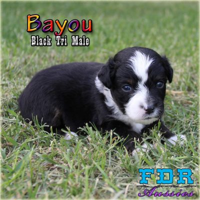 Bayou 5