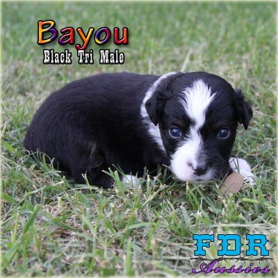 Bayou 7
