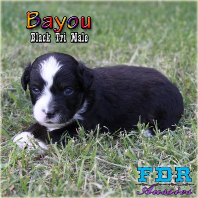 Bayou 8