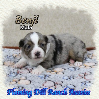 Benji 4