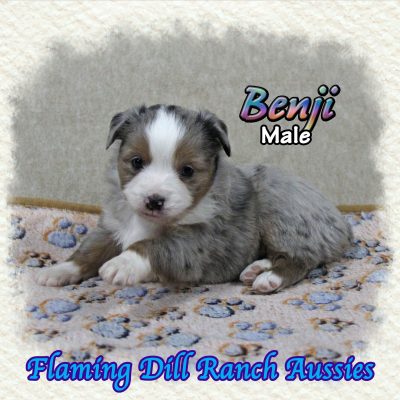 Benji 8