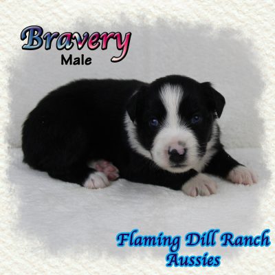 Bravery 1
