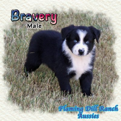 Bravery 5