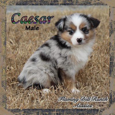 Caesar 8