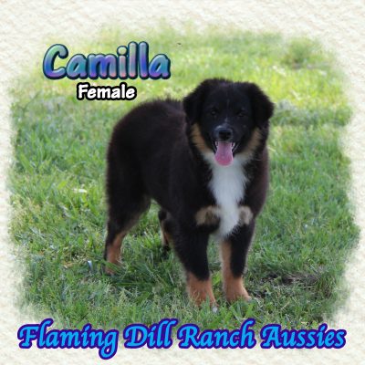 Camilla 17