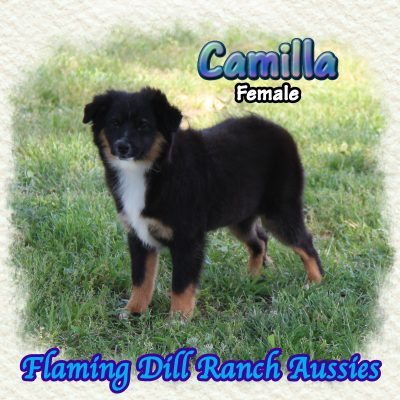 Camilla 18