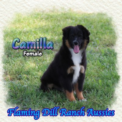 Camilla 19