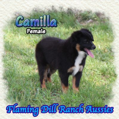 Camilla 20