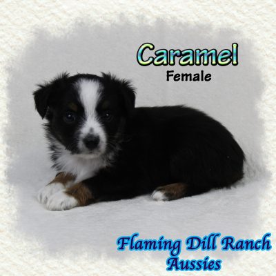 Caramel 6