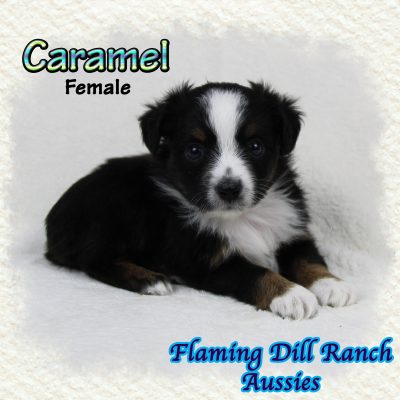 Caramel 7