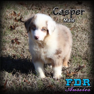 Casper 14