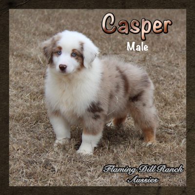Casper 18