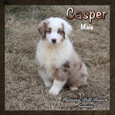 Casper 19