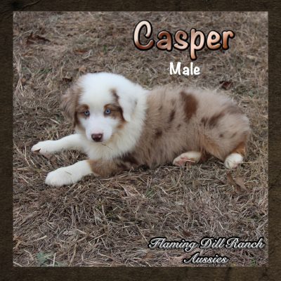 Casper 20