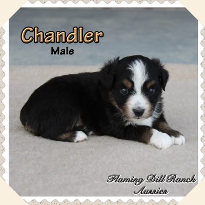 Chandler 1