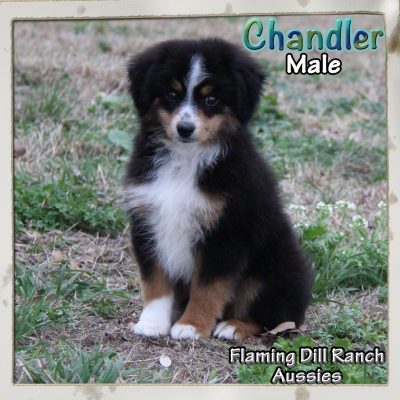 Chandler 11
