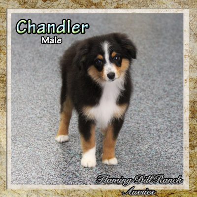 Chandler 16