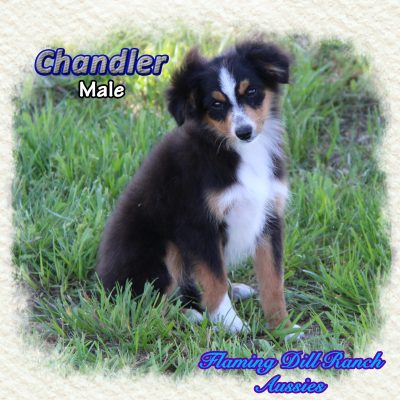 Chandler 19
