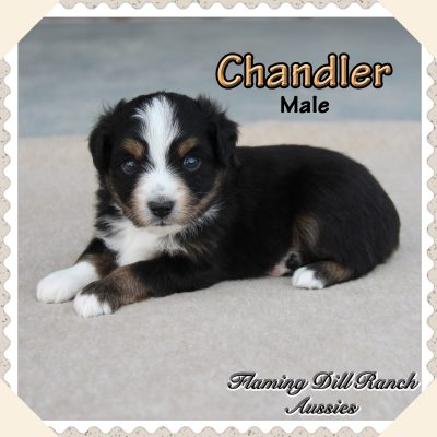 Chandler 2