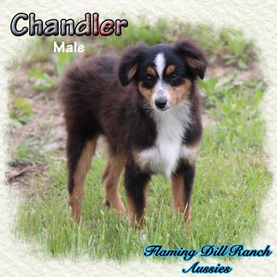 Chandler 21