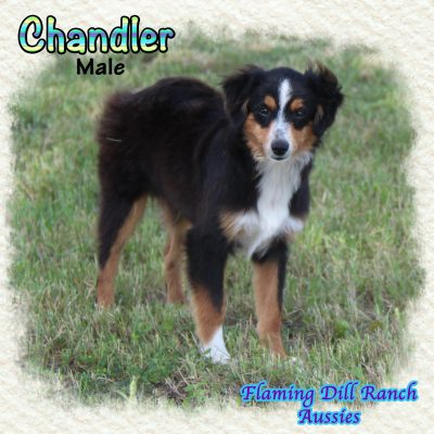 Chandler 26
