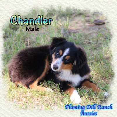 Chandler 28