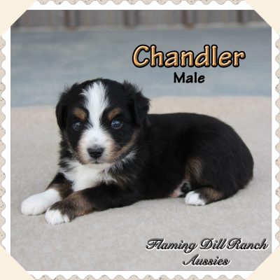 Chandler 4